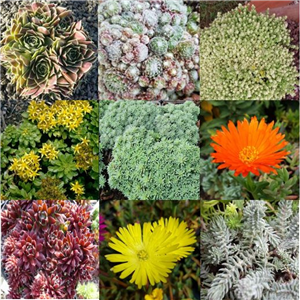 Living Roof Succulent Collection